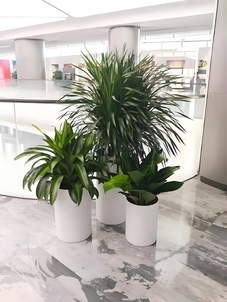 宁波余姚植物租摆，服务超棒，绿植焕新家><div class=